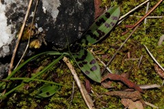 Orchis quadripunctata