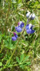 Lupinus affinis