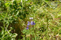 Lupinus affinis