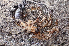 Anisolabis littorea