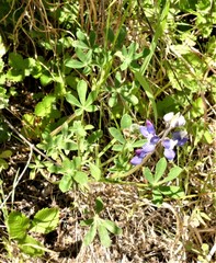 Lupinus affinis