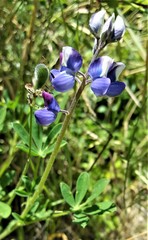 Lupinus affinis