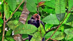 Pithecia chrysocephala