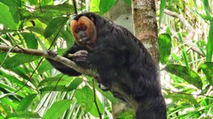 Pithecia chrysocephala