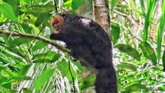 Pithecia chrysocephala