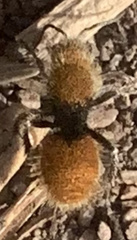 Dasymutilla eminentia