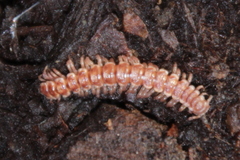 Scytonotus
