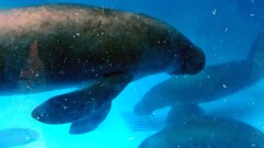 Trichechus inunguis