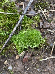 Bryum dichotomum