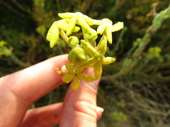Lyperia lychnidea