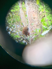 Xiphocolaptes albicollis