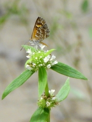Aricoris campestris