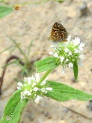 Aricoris campestris