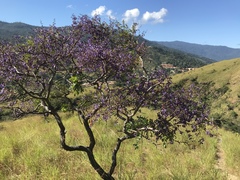 Bowdichia virgilioides