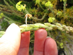 Lyperia lychnidea