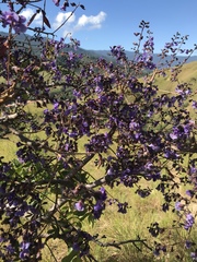 Bowdichia virgilioides