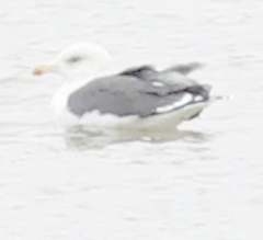 Larus argentatus × marinus