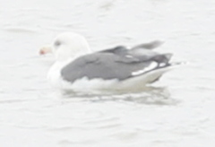 Larus argentatus × marinus