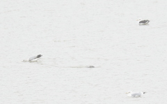 Larus argentatus × marinus