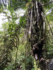 Cocoseae