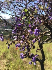 Bowdichia virgilioides