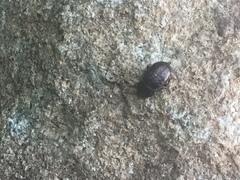 Adelium abbreviatum