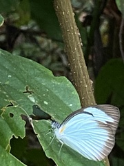 Itaballia demophile centralis