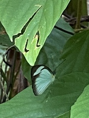 Itaballia demophile centralis