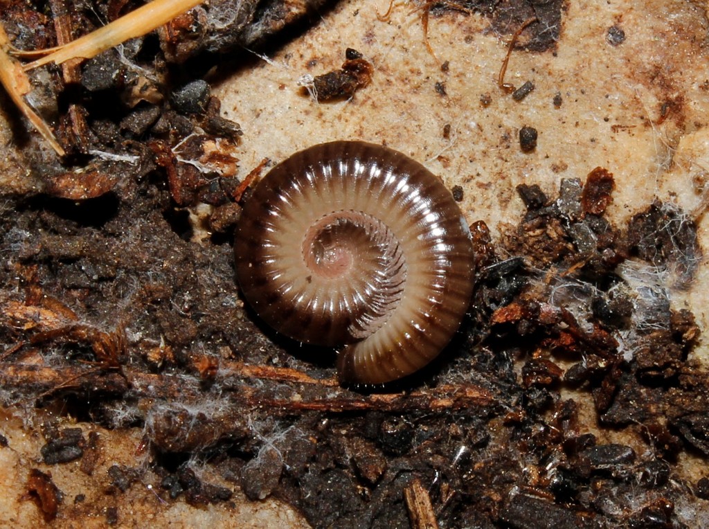 Byzantorhopalum