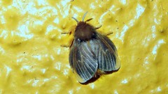 Megalopyge basalis