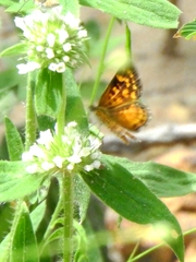 Aricoris campestris
