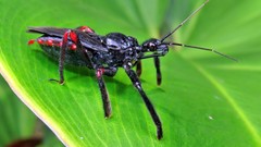 Apiomerus geniculatus