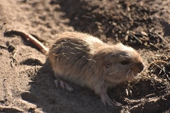 Ctenomys