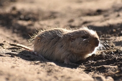 Ctenomys