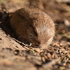 Ctenomys