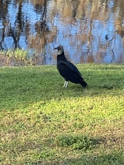 Coragyps atratus image