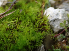 Flexitrichum flexicaule