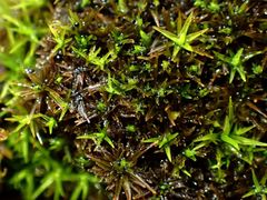 Bryostroma trichostomi