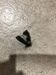 Neumichtis