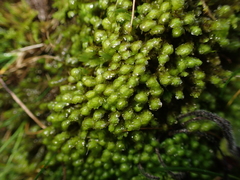 Scapania aspera