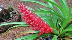 Aechmea vallerandii