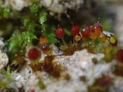 Microbryum rectum