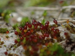 Microbryum rectum
