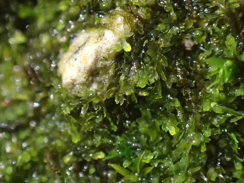 Image of Mesoptychia turbinata by (c) George Greiff, some rights reserved (CC BY)