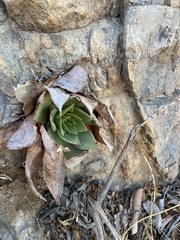 Dudleya brittonii