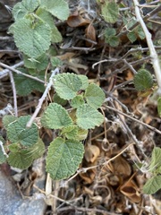Acalypha californica