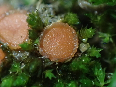 Lamprospora miniata