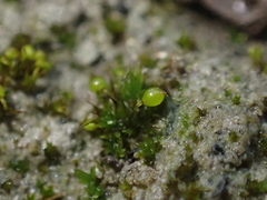 Microbryum curvicollum