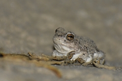 Pleurodema nebulosum