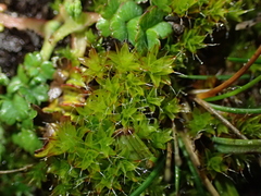 Syntrichia calcicola
